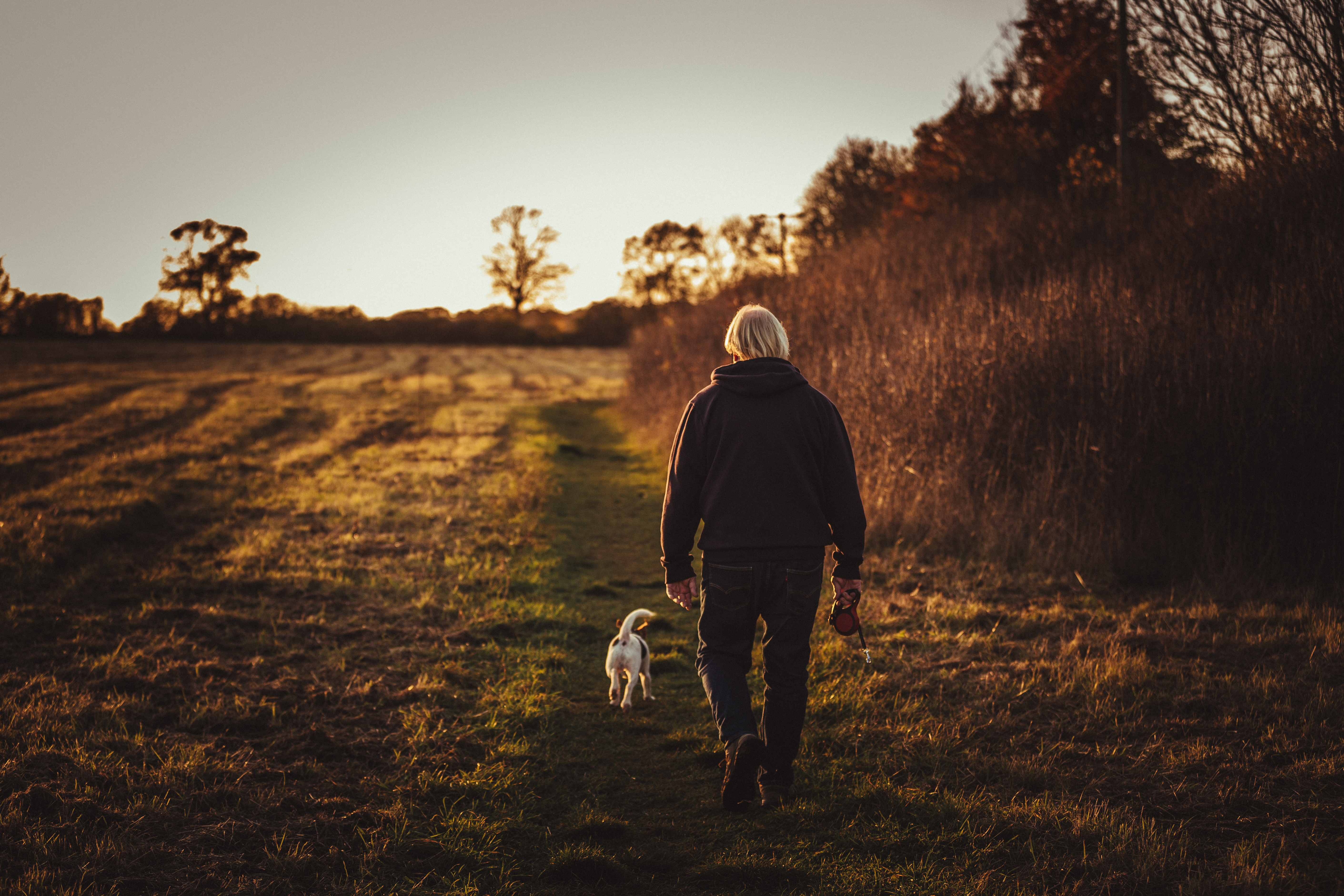 A person walking their dog in a field at sunset.
