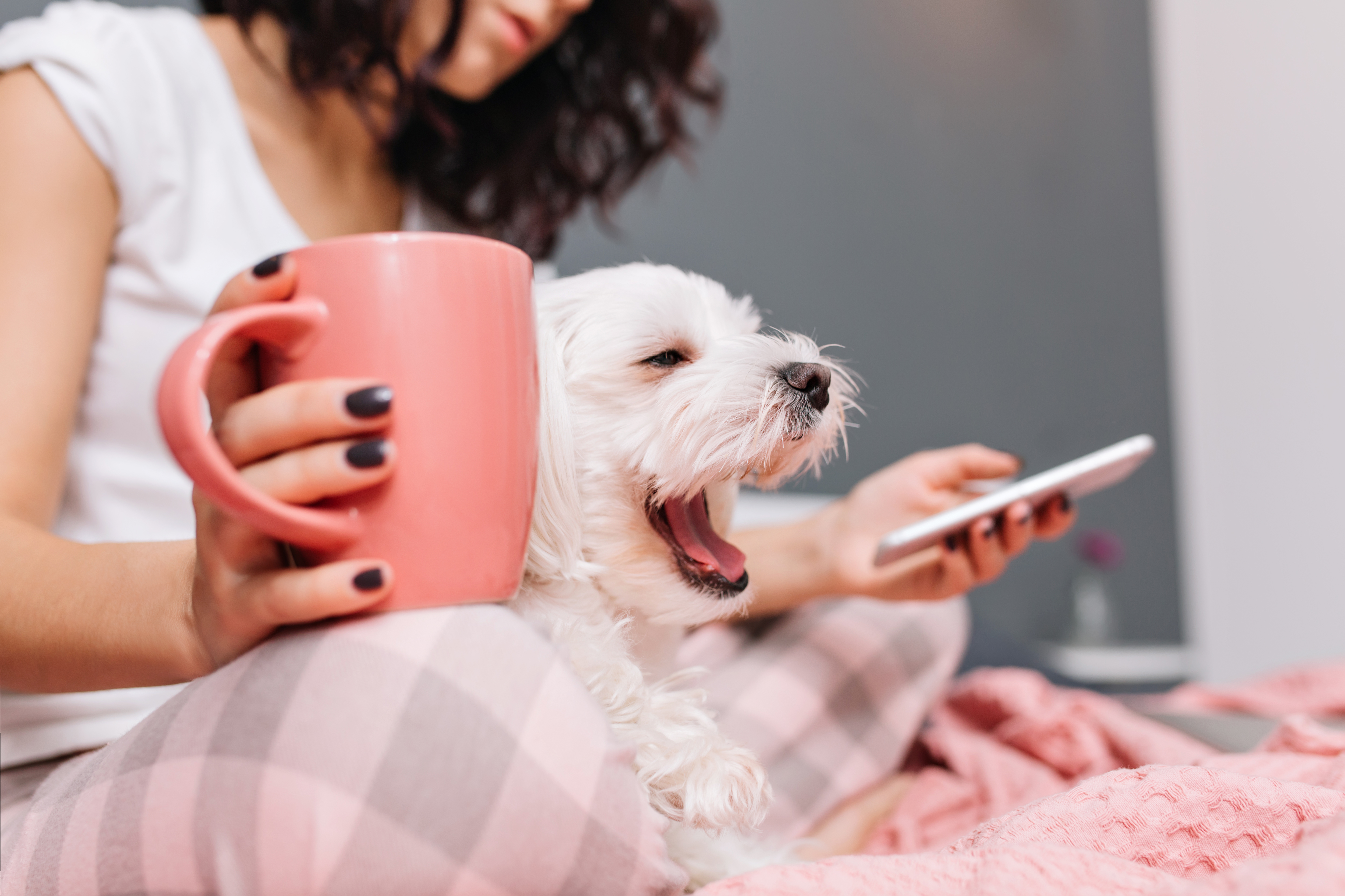 Sweet Little White Dog Yawning Knees Young Woman Pajamas Chilling Bed With Cup Tee Enjoying Ome Comfort With Pets Cheerful Mood