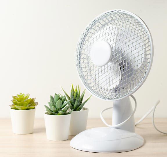 Table Fan Succulent Flowers Closeup Cooling Room Hot Weather