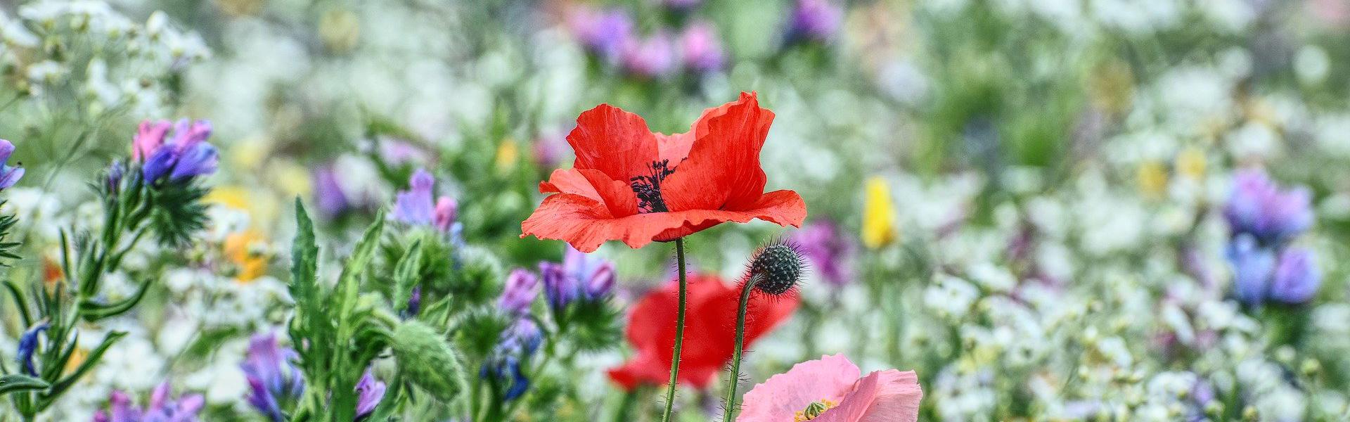 Wildflowers in a meadow with the focus on a single red poppy
