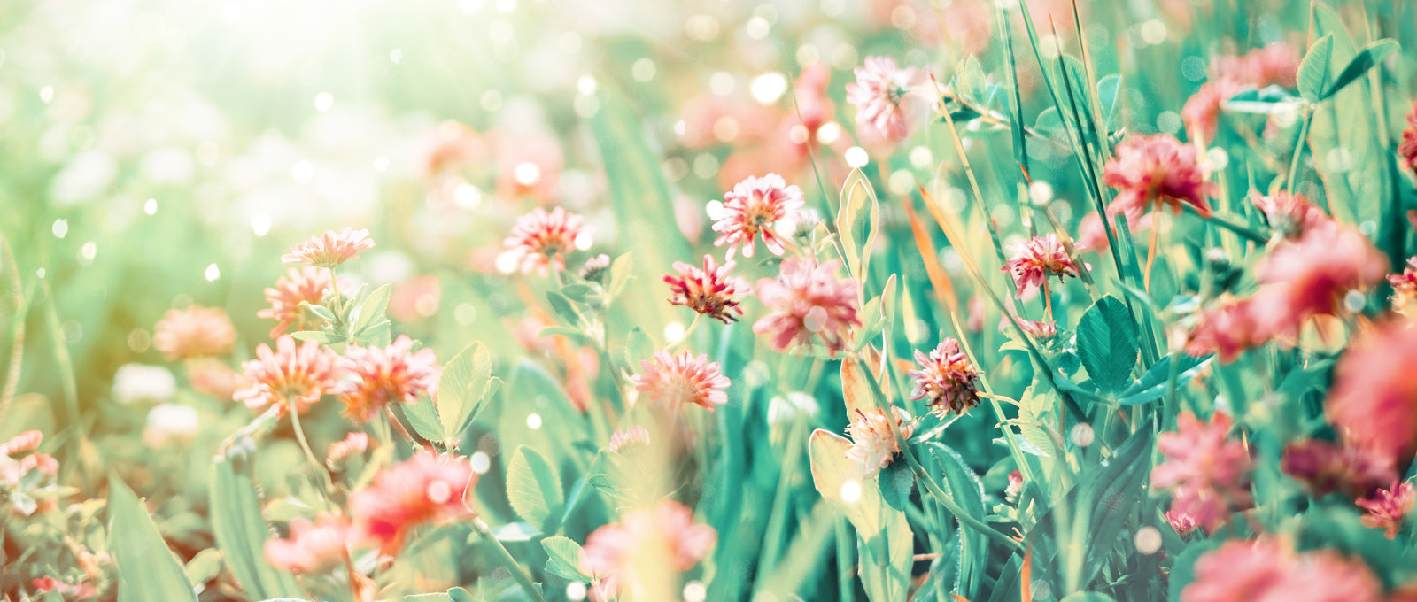 Wildflowers Clover Rays Sunlight