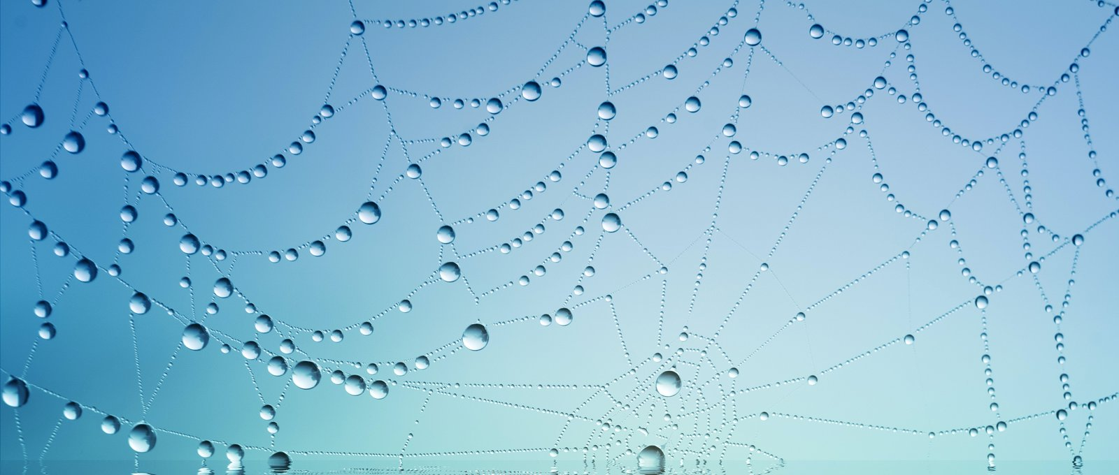Photo of a cobweb with drops of dew on it