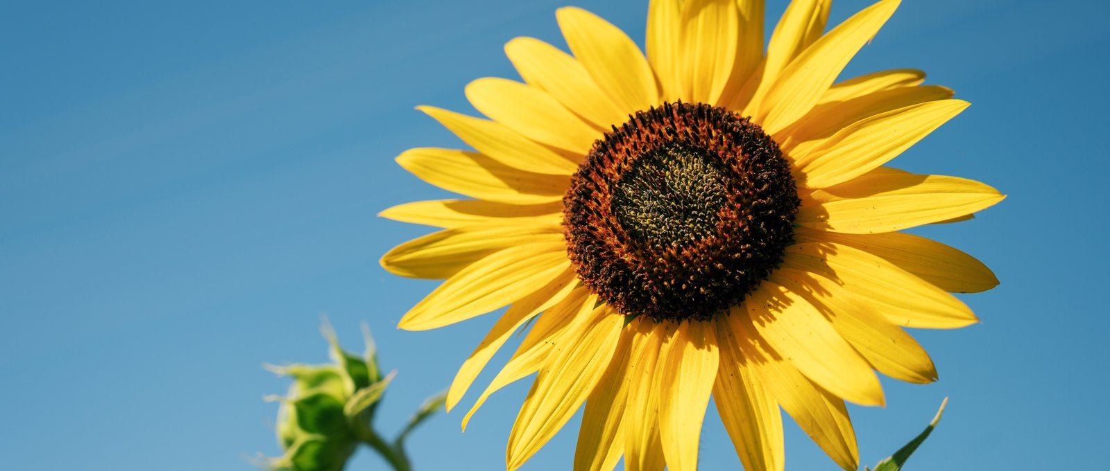 Close-up photo of the top of a sunflower with a blue sky background