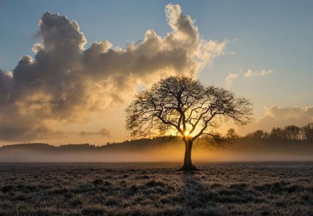 A lone tree against a misty sunset on the moors