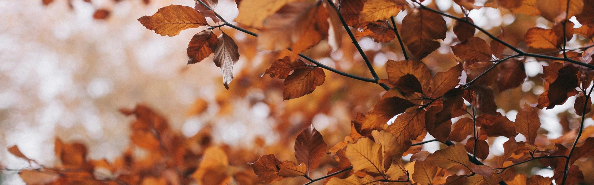 Autumn Tree