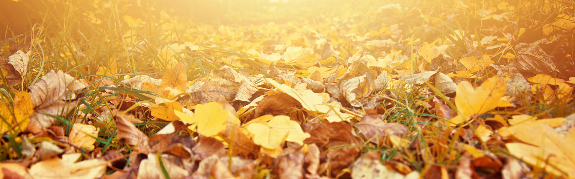 A path within a forest covered with brown and yellow fallen leaves from the trees above