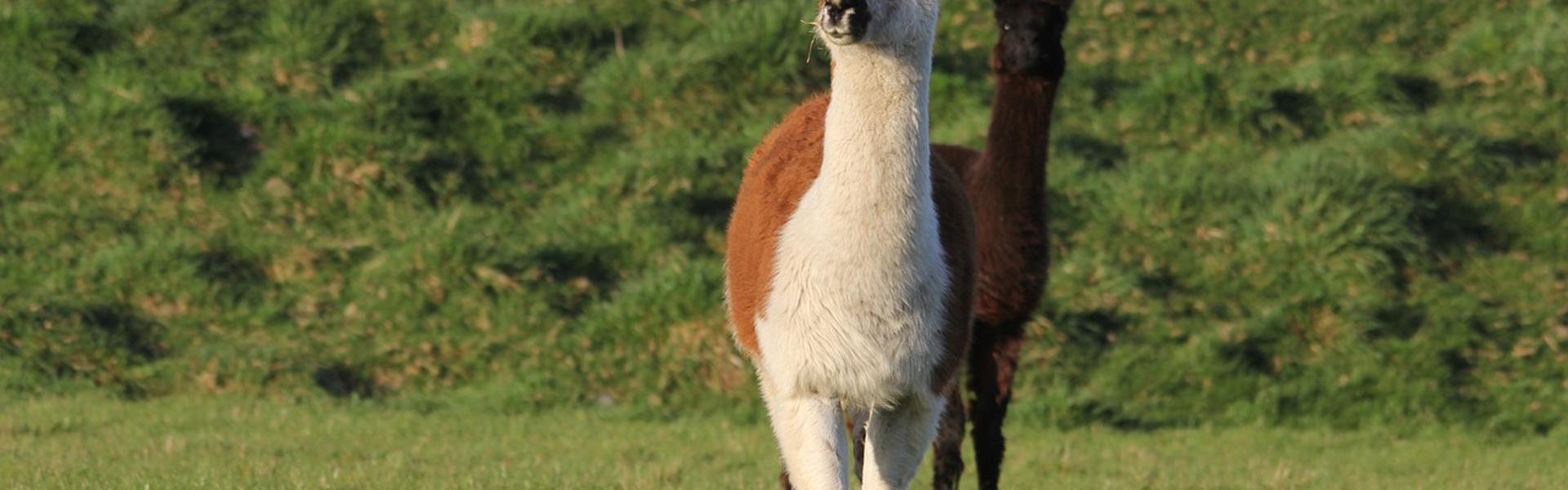 Two alpacas in a field, surrounded by bushes and grass