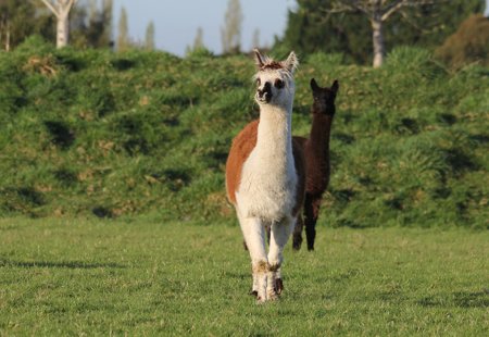 Two alpacas in a field, surrounded by bushes and grass
