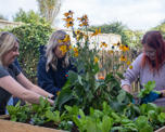 Three colleagues planting flowers in raised flower bed