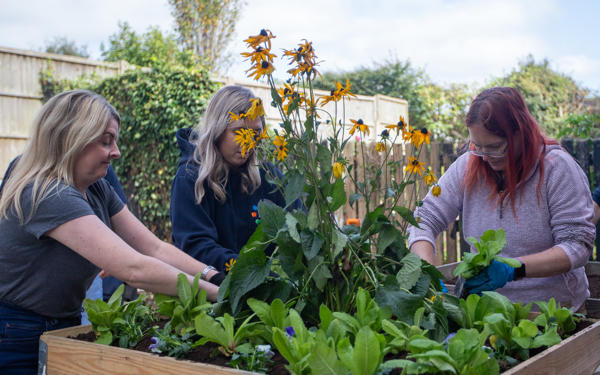 Three colleagues planting flowers in raised flower bed