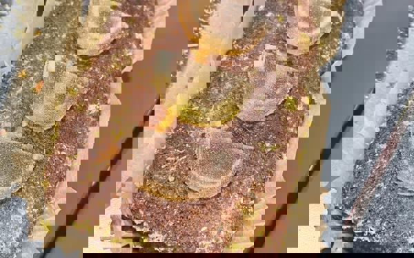 Photo of a lemon cake