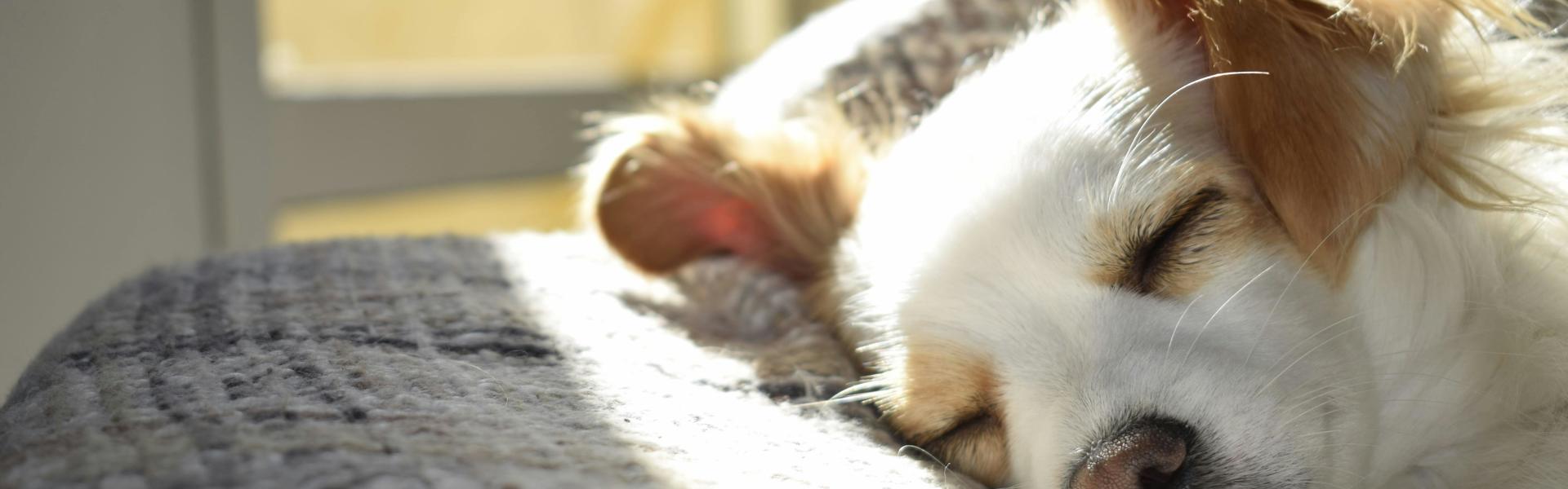 A white and tan dog sleeping on a grey bed.
