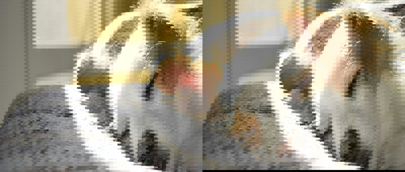 A white and tan dog sleeping on a grey bed.