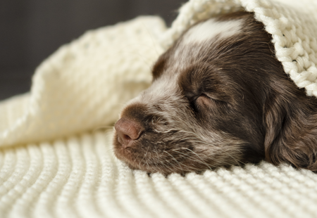 Cute Dog 2