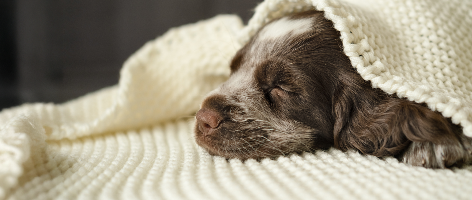 Cute Dog 2