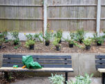 Photo of lots of plants in a row outside