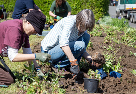 Planting flowers with Transition Crich