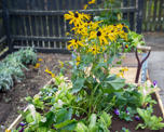 Photo of raised planter flower bed