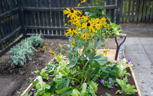 Photo of raised planter flower bed